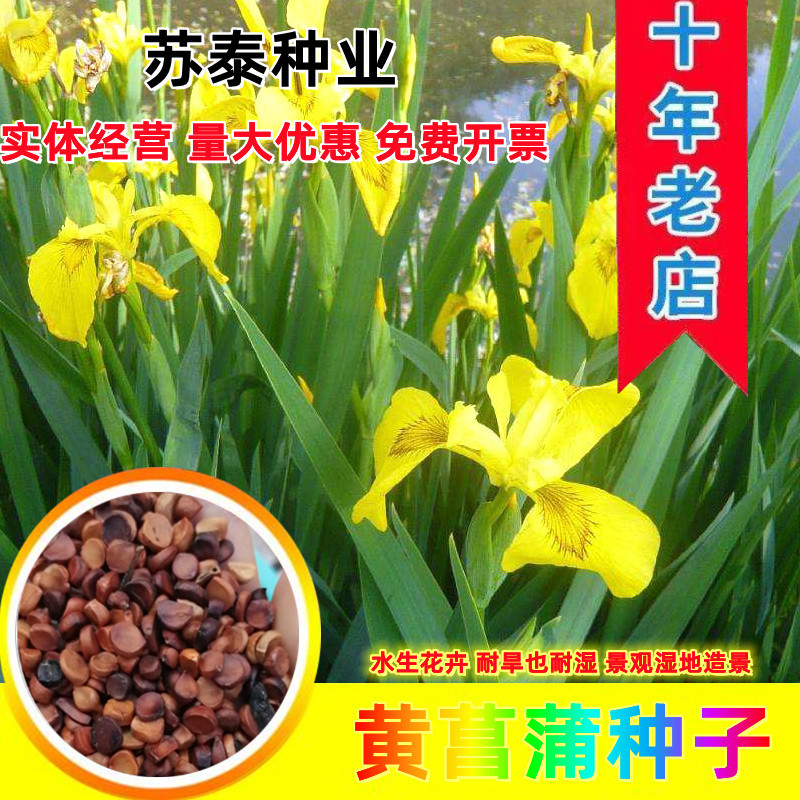 黄花鸢尾新采黄菖蒲种子花卉种子水生黄菖蒲种子水陆植物耐涝