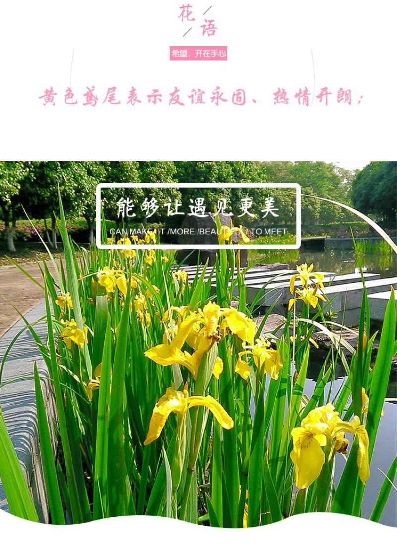 黄花鸢尾新采黄菖蒲种子花卉种子水生黄菖蒲种子水陆植物耐涝