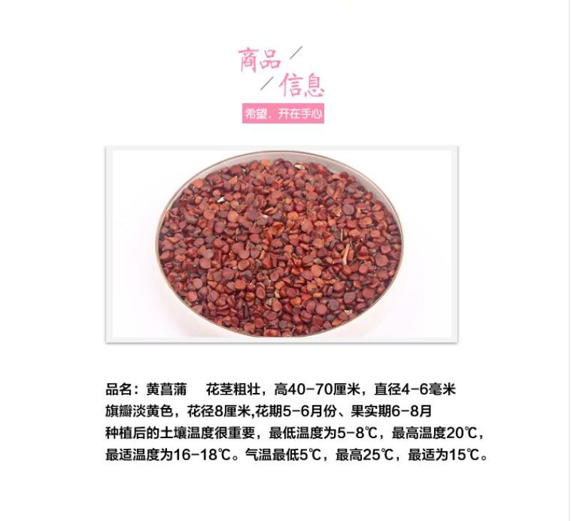 黄花鸢尾新采黄菖蒲种子花卉种子水生黄菖蒲种子水陆植物耐涝