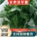 淫羊藿，药材，一手货源量大从优，价合理品质保证，电联