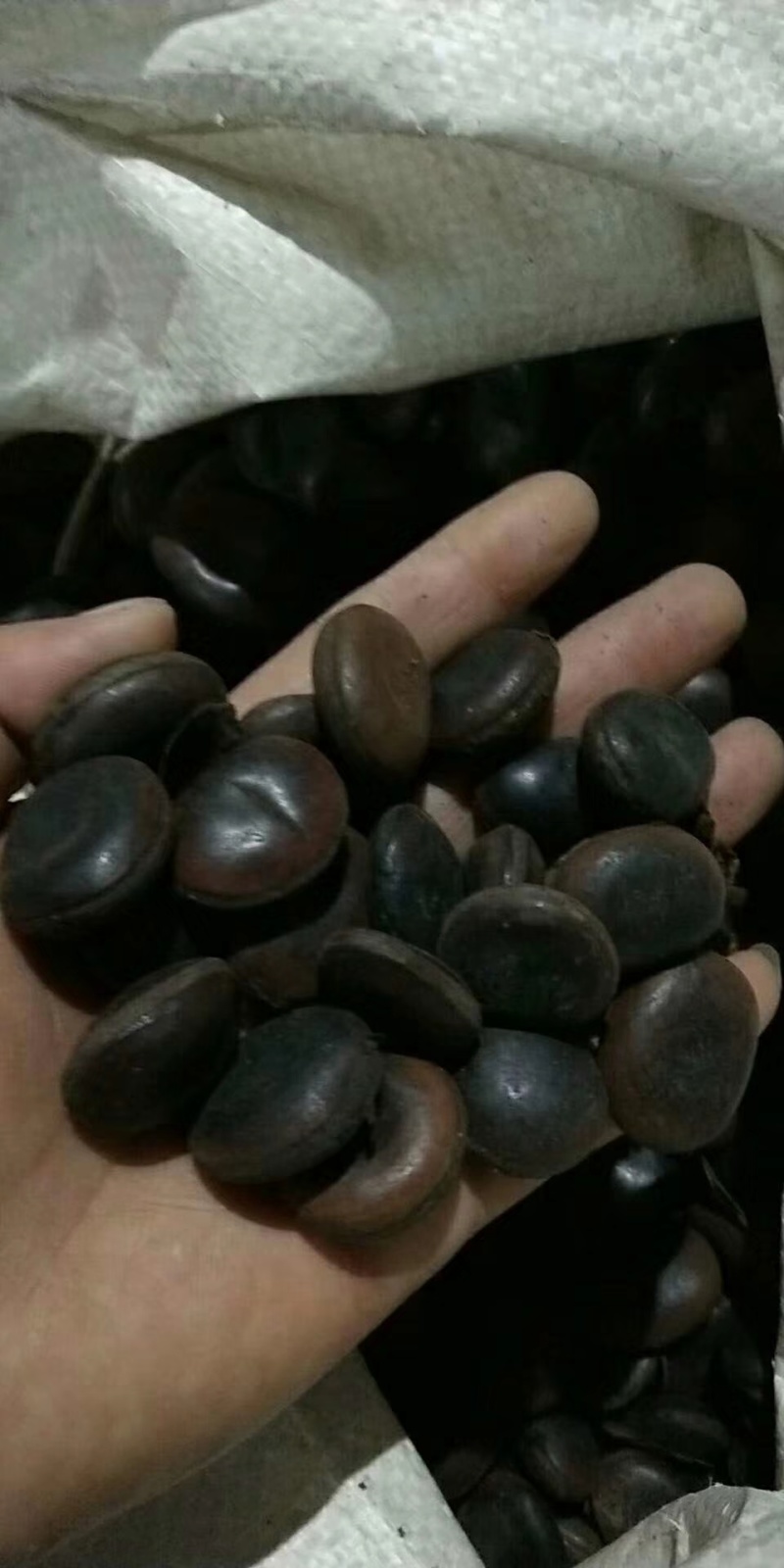 油麻藤种子常春油麻藤豆科爬藤乔林灌木绿化护坡固土