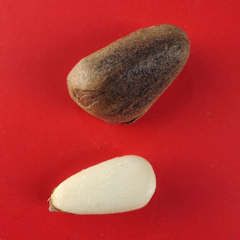 【三花五罗】开口香脆松子500g