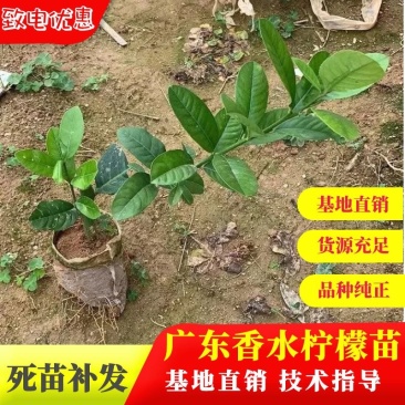 广东香水柠檬树苗，杯苗，地苗育苗基地！品种正，致电优惠