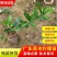 广东香水柠檬树苗，杯苗，地苗育苗基地！品种正，致电优惠