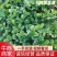 【红颜品质种苗】辽宁红颜生产草莓苗脱毒草莓苗大量有货
