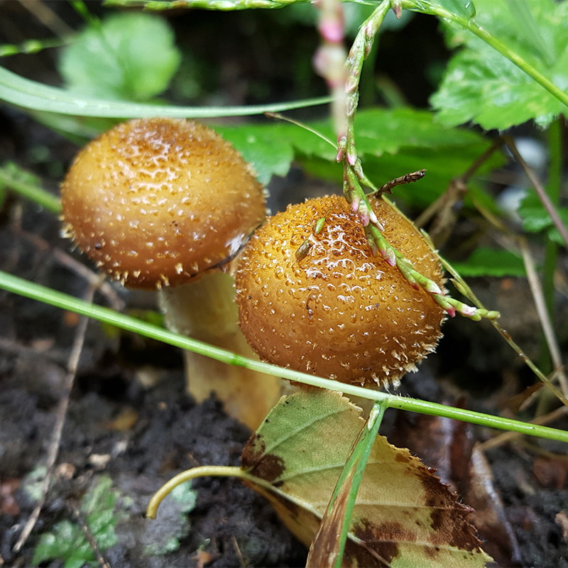 东北黑龙江林下干菌野生榛蘑小鸡炖蘑菇专用200g包邮