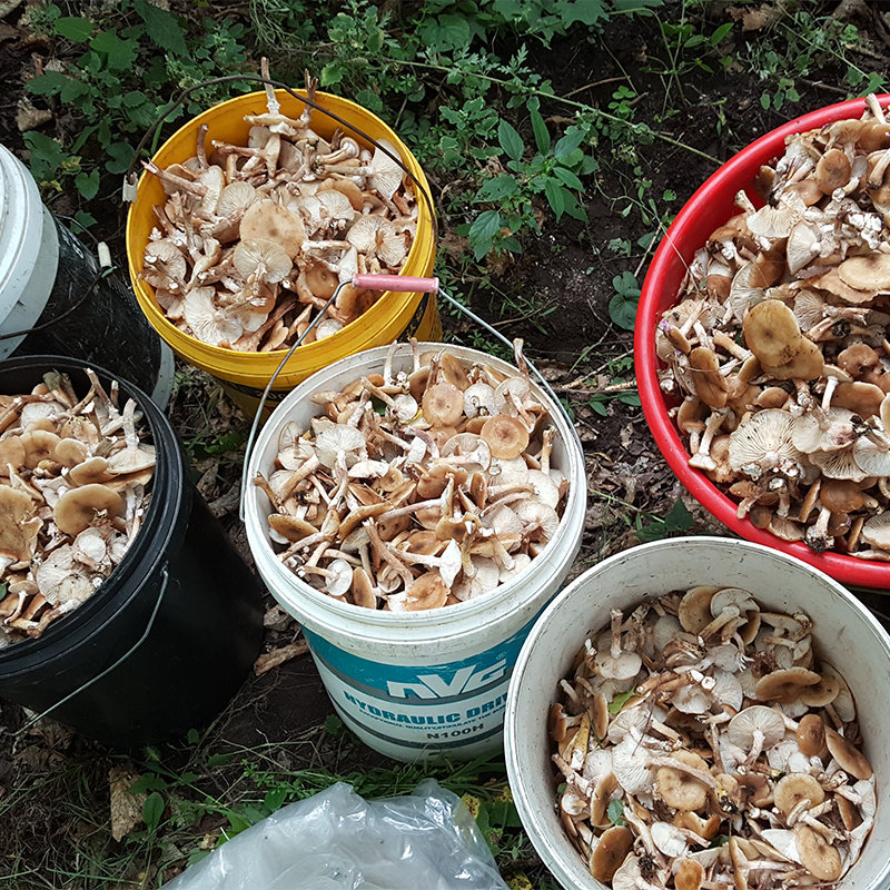 东北黑龙江林下干菌野生榛蘑小鸡炖蘑菇专用200g包邮