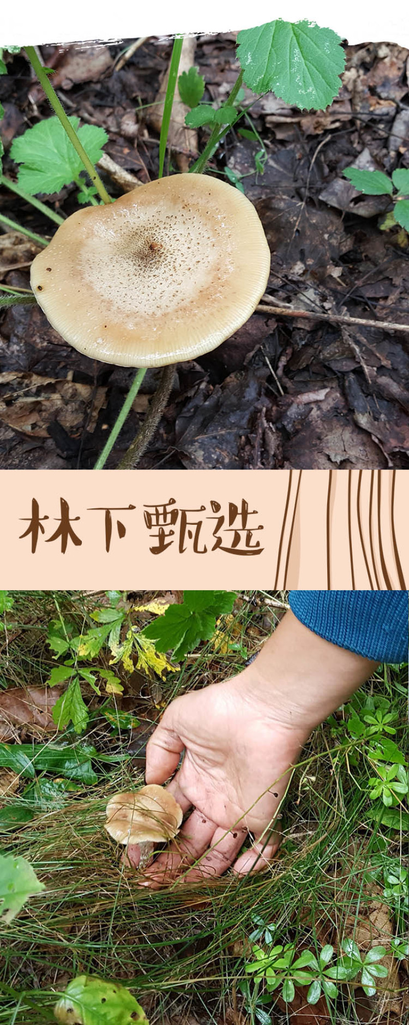东北黑龙江林下干菌野生榛蘑小鸡炖蘑菇专用200g包邮