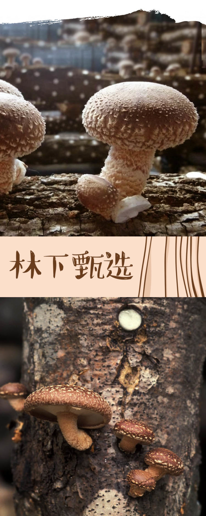 黑龙江绥滨三花五罗小香菇200g
