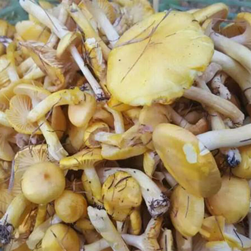 黑龙江绥滨三花五罗小黄蘑200g