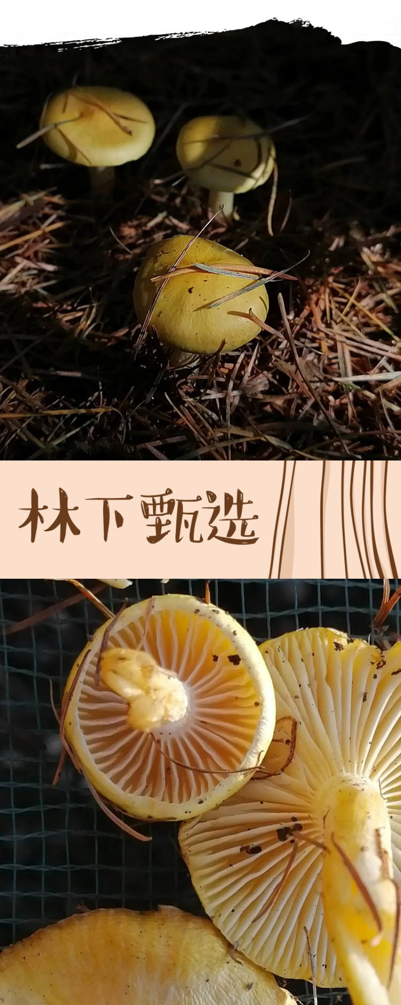 黑龙江绥滨三花五罗小黄蘑200g