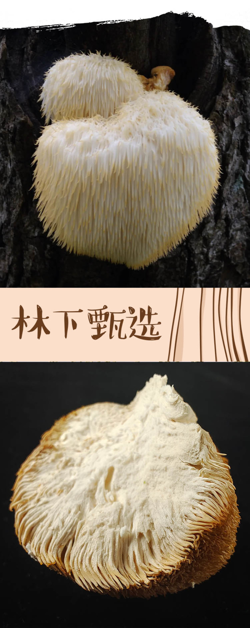 黑龙江绥滨三花五罗猴头菇150g
