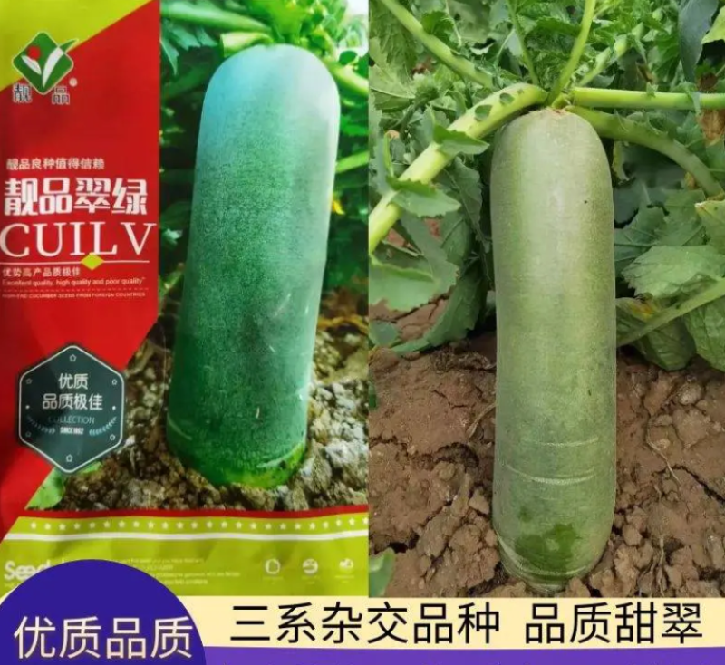河南靓品翠绿三系杂交水果萝卜种子小根型皮和肉翠绿品质甜翠