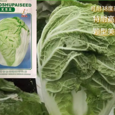 河南胶州胶蔬夏季王抗热白菜种子夏播耐湿耐热早熟50天成熟