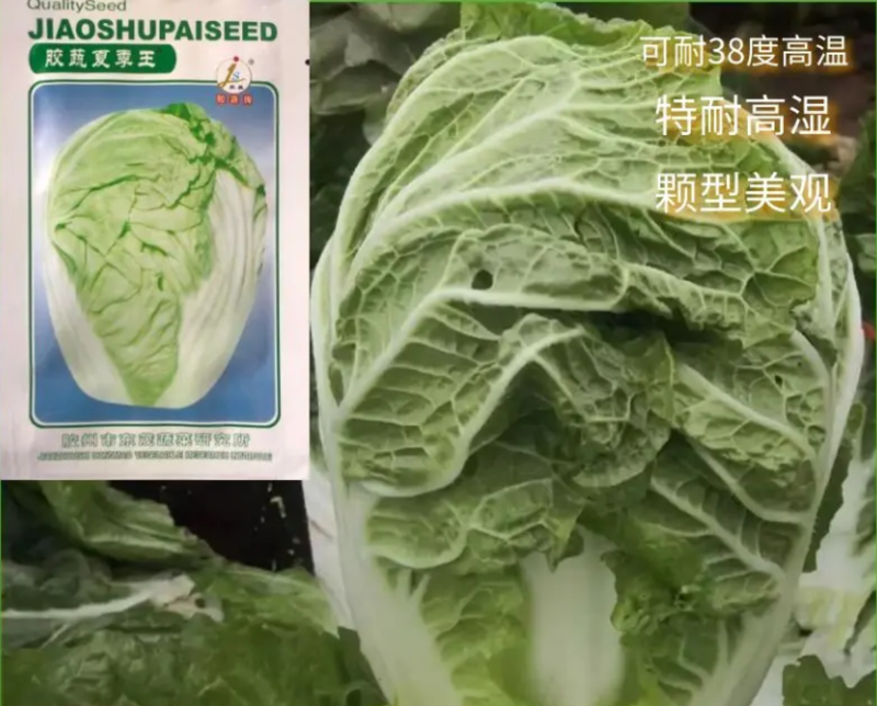 河南胶州胶蔬夏季王抗热白菜种子夏播耐湿耐热早熟50天成熟