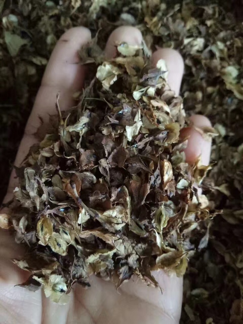 虎仗种子