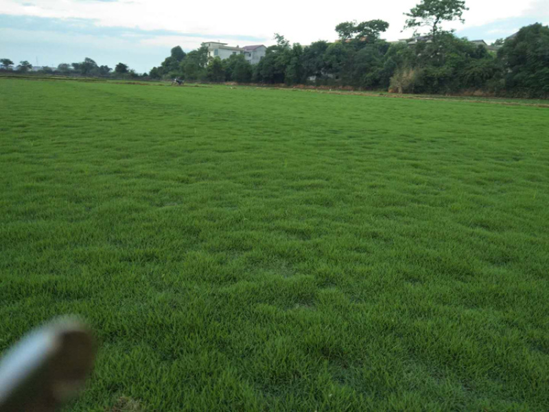 批发四季青护坡草籽高羊茅草种庭院绿化高杆草坪种子