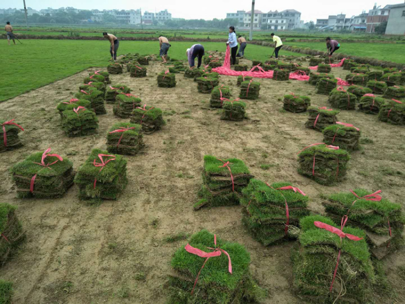 批发四季青护坡草籽高羊茅草种庭院绿化高杆草坪种子