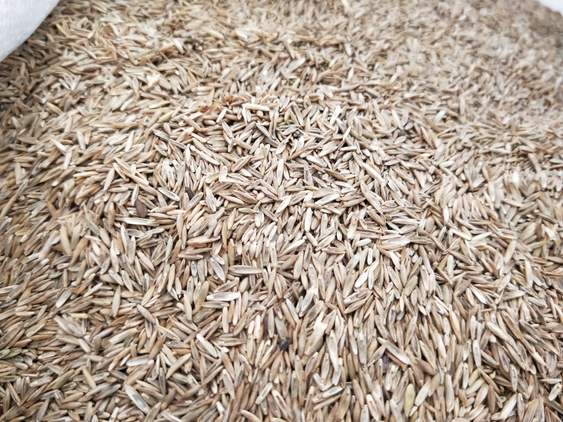 批发四季青护坡草籽高羊茅草种庭院绿化高杆草坪种子