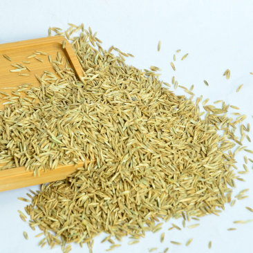 批发四季青护坡草籽高羊茅草种庭院绿化高杆草坪种子