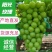 香印阳光玫瑰已大量上市了！（糖度20点）一手货源