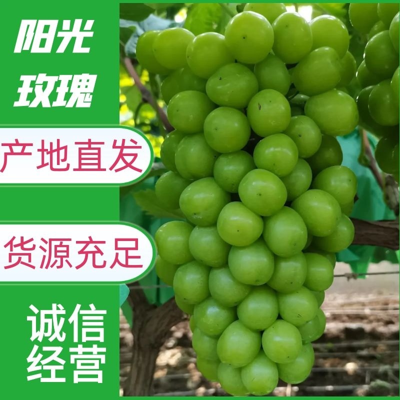 香印阳光玫瑰已大量上市了！（糖度20点）一手货源