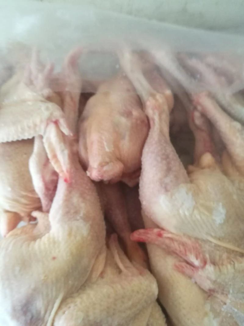 鸡肉，散养农家老母鸡，肉质紧实，口感好，致电优惠