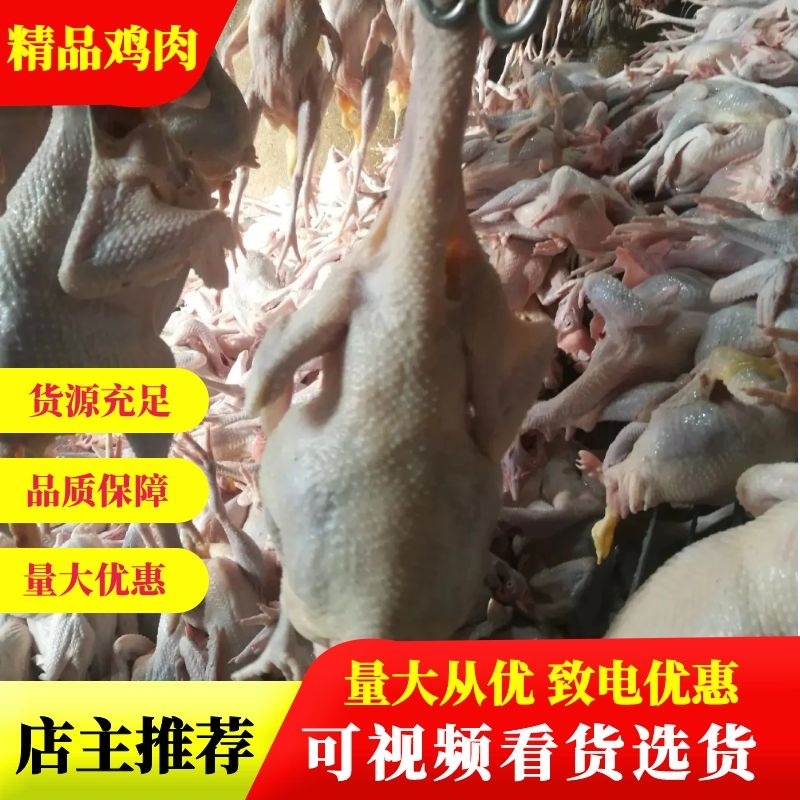 鸡肉，散养农家老母鸡，肉质紧实，口感好，致电优惠