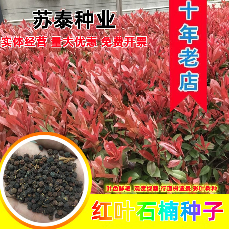 红叶石楠种子四季常青绿化树种子红罗宾火焰红石楠树种子