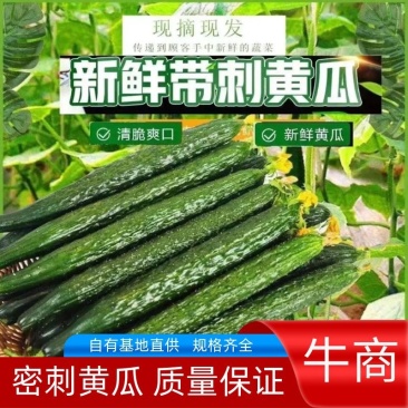 密刺黄瓜大量上市，产地直发，口感清脆，欢迎采购