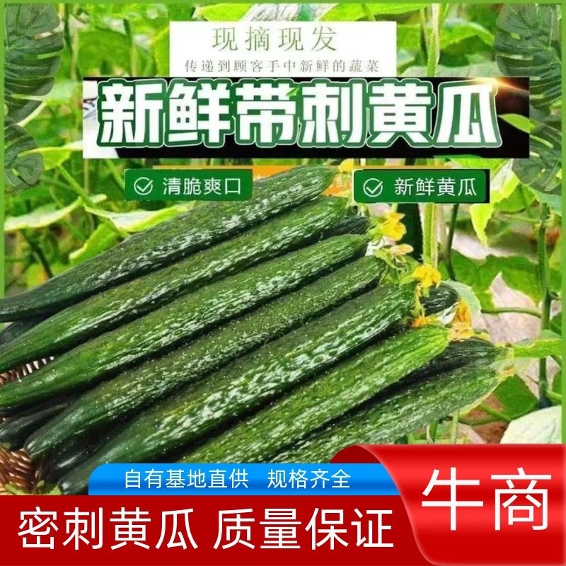 密刺黄瓜大量上市，产地直发，口感清脆，欢迎采购