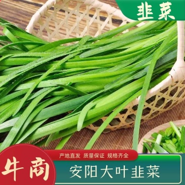 韭菜大量上市，现割现发，货源充足，欢迎采购