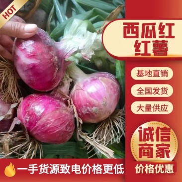 精品推荐紫皮洋葱大量供应一手货源基地直发