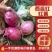 精品推荐紫皮洋葱大量供应一手货源基地直发