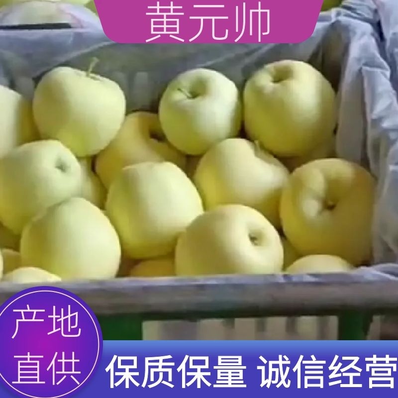 宁夏中卫黄元帅苹果产地直供鲜货代办量大优惠