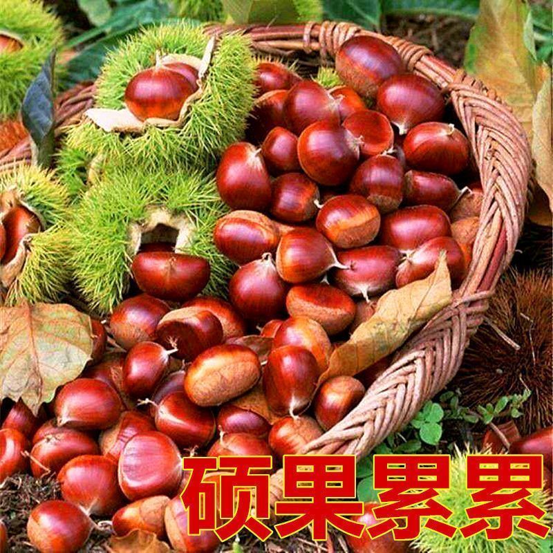 嫁接板栗树苗迁西承德农大一号沂蒙板栗当年挂果产量高