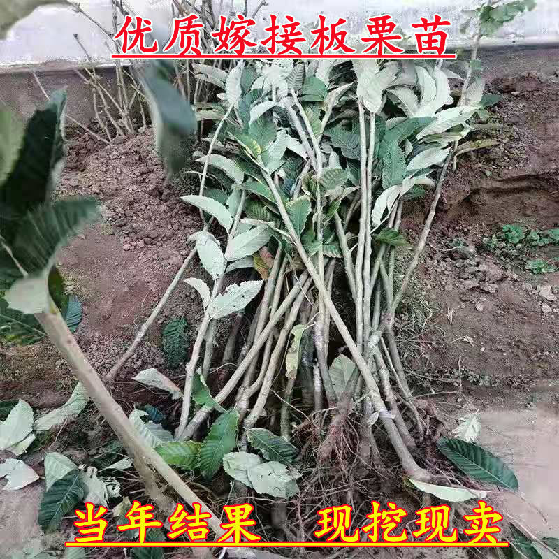 嫁接板栗树苗迁西承德农大一号沂蒙板栗当年挂果产量高