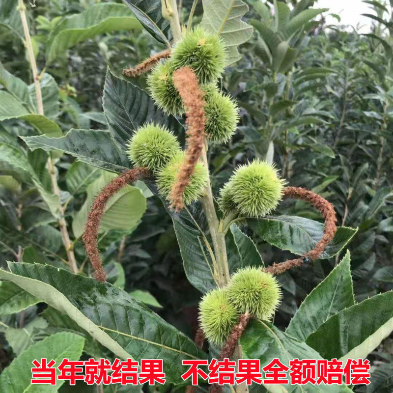 嫁接板栗树苗迁西承德农大一号沂蒙板栗当年挂果产量高