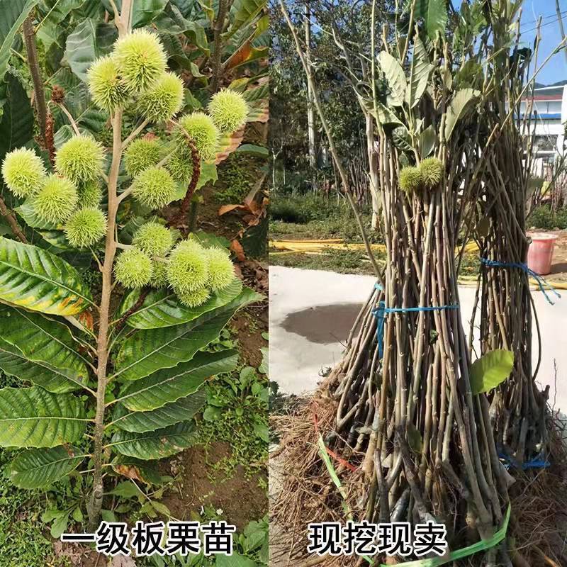 嫁接板栗树苗迁西承德农大一号沂蒙板栗当年挂果产量高