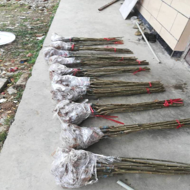 嫁接板栗树苗迁西承德农大一号沂蒙板栗当年挂果产量高