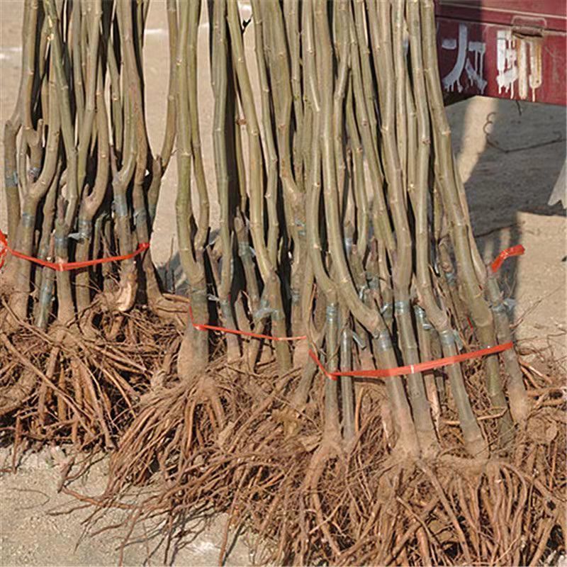 嫁接板栗树苗迁西承德农大一号沂蒙板栗当年挂果产量高