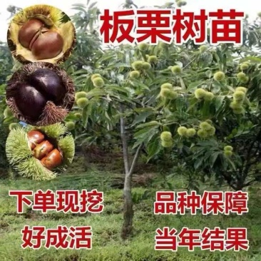 嫁接板栗树苗迁西承德农大一号沂蒙板栗当年挂果产量高