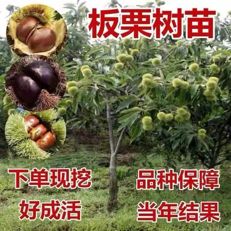 嫁接板栗树苗迁西承德农大一号沂蒙板栗当年挂果产量高