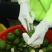 厂家直发正宗道地新会小青柑陈皮普洱茶柑普茶大红柑陈皮茶