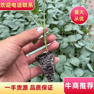 西兰花苗高产抗病，根系发达成活率高达99
