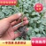 西兰花苗高产抗病，根系发达成活率高达99