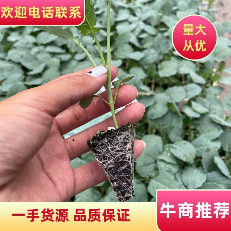 西兰花苗高产抗病，根系发达成活率高达99