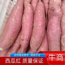 西瓜红蜜薯，软糯香甜，红皮红心，河北产地直发，电联洽谈