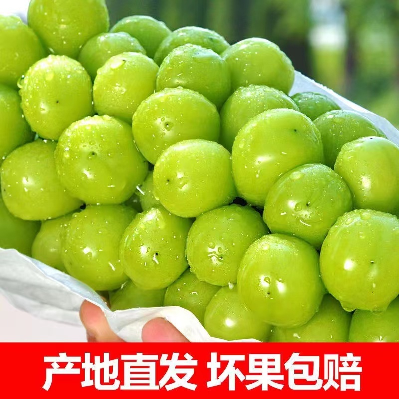 香印阳光玫瑰已大量上市了！（糖度20点）一手货源
