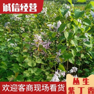 丛生紫丁香紫丁香苗木产地直销一手货源货发全国